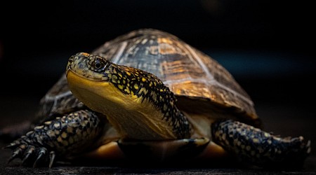 Illinois at the forefront of research into rare turtle fungus