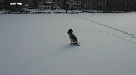 Puppy stuck on frozen New Jersey lake for hours brought home safely with help of drone