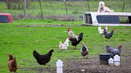 Bird flu mutations in the US's first severe H5N1 case may boost the virus's ability to infect humans