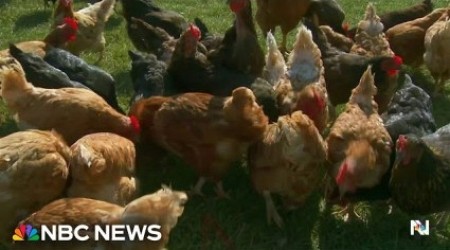 CDC Confirms First Case Of Severe Bird Flu In Louisiana