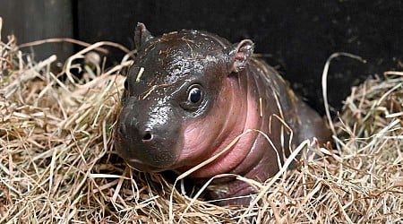 A hippopotamus for Christmas: Baby pygmy hippo born at Virginia zoo