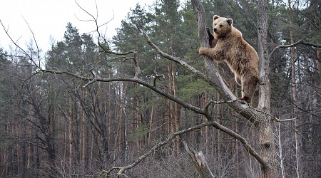 Hunter killed when bear falls out of tree...