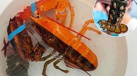 Extremely rare, split-colored lobster discovered in Maine grocery store