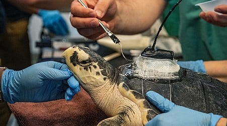 Sea turtles are getting trapped in cold waters. This team gets them back to safety