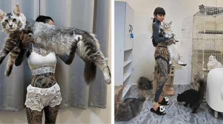 Fearless Fully Tatted Cat Mom Redefines "Crazy Cat Lady" With Her Awwdorably Enormous Maine Coon and Fluffy Feline Family