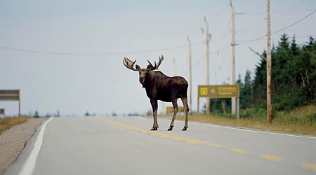 Road Trips To Be Safer With U.S. $125 Million Wildlife Crossing Grants