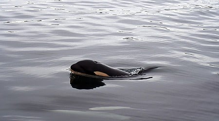 Researchers 'concerned' for health of B.C.'s new southern resident orca calf