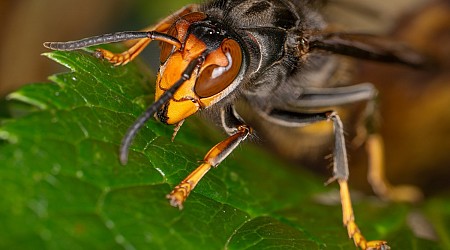 Invasive Murder Hornet Gone From the U.S., Officials Confirm