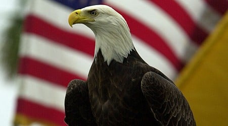 The bald eagle isn't actually America's national bird — but that's poised to change