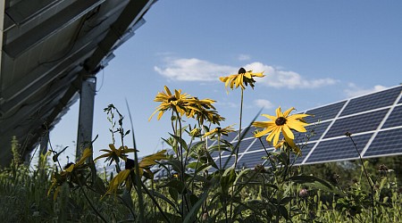 El mayor estudio hasta la fecha sobre paneles solares y su efecto en el campo desmonta varios mitos persistentes