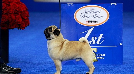 Meet Vito the Pug, the History-Making Winner of the 2024 National Dog Show