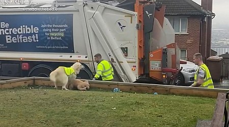 WATCH: Dog goes viral over her love for garbage men