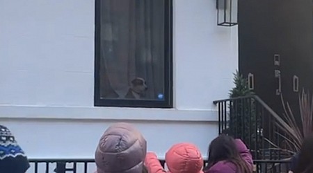 WATCH: Entire class stops to wave at dog in window during NYC walk