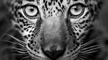 100+ Fine Art Prints From Top Photographers Are Now on Sale To Help Protect the Amazon