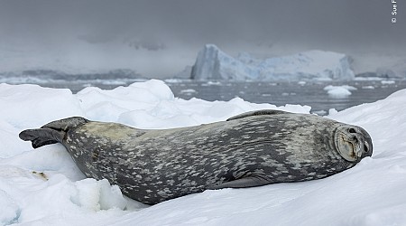 25 enchanting images from the Wildlife Photographer of the Year People’s Choice awards