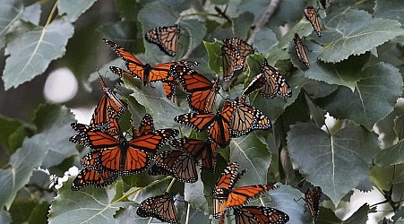 Monarch butterflies will get federal protections as a threatened species