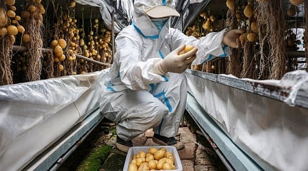 Chinese scientists rush to climate-proof potatoes