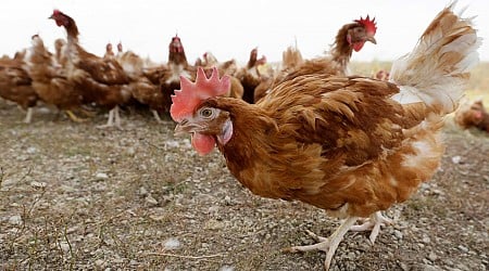 Bird flu detected in nearly 1M chickens in Darke County