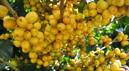 "Oro amarillo": el fruto exótico que nos da un empujón de colágeno para mejorar la salud de la piel