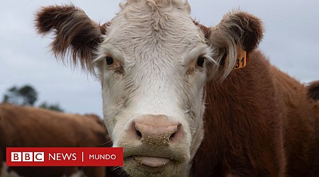 "Oro bovino": el negocio millonario de vender cálculos biliares de vacas de Sudamérica a China