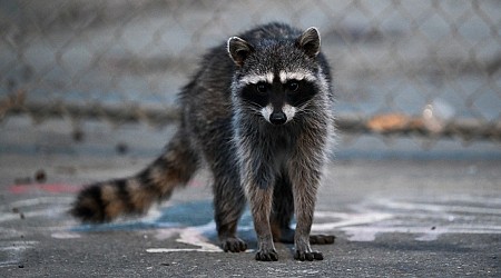 Raccoon attacks infant inside his Idaho home