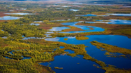 The Famous Bering Land Bridge Was More Like a Swamp, Geologists Say