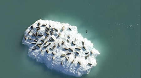 Iceberg Hitchhikers: How Harbor Seals Choose Their Perfect Ride