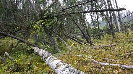 Melting permafrost makes 'drunken forests' store less carbon