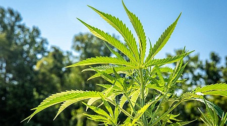 Illinois Delays New Hemp Regulations After Outcry From Industry