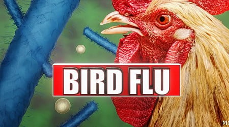 Experts address bird flu concerns in western Wisconsin