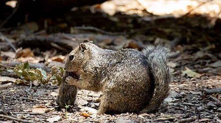 Squirrels Caught Hunting and Eating Meat for the First Time