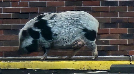 Hold the bacon: loose pig rounded up at Tennessee Wendy's