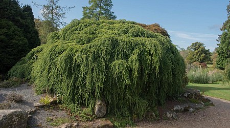 Government pledges $16 million to combat invasive threat responsible for billions in annual costs: 'Critical to efforts to stem the spread'