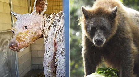 Bald 'Bare Bear' Makes Stunning, Furry Transformation After Her Move to a Texas Sanctuary