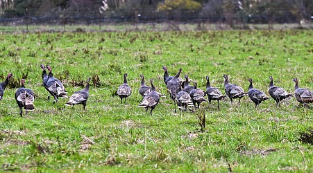 Bird flu Q&A: What to know to help protect yourself and your pets