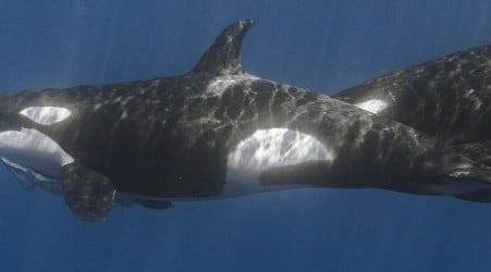 Orcas Have a Killer Technique to Hunt The Biggest Fish in The Ocean