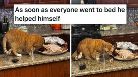 'The secret ingredient is crime': Goofy Ginger Himbo Cat Suspiciously Sneaks Downstairs After His Hoomans Fall Asleep, Gets Hilariously Caught Snacking on Thanksgiving Turkey