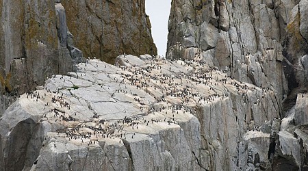 The bird at the center of the worst single-species mortality event in modern history isn’t recovering, scientists say