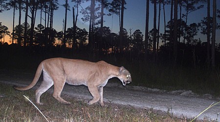 36 endangered Florida panthers killed this year, highest death toll since 2016