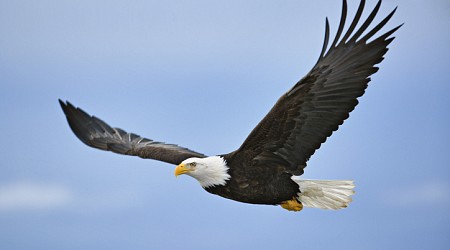 Bald eagle numbers increased across Ohio in 2024