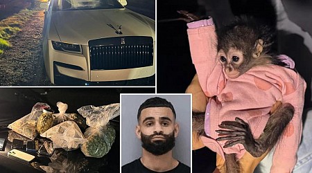 California police find spider monkey in front seat during DUI traffic stop