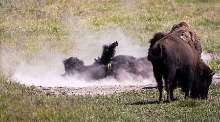 Gianforte, Montana sue Yellowstone National Park over its bison management plan