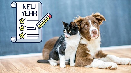 Minnesota Top-Dog for Owners Making Resolutions for Their Pets