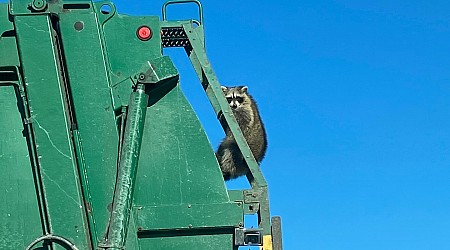 Should some pet squirrels and raccoons be allowed in N.H.?