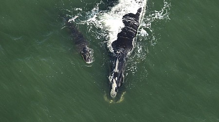 Newborn right whale calves make rare visit to Florida coast