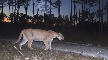 It Was a Tough Year for Florida's Panthers