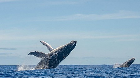 ザトウクジラ、うっかり1万3000キロを旅してしまう（YOUは何しにアフリカへ？）