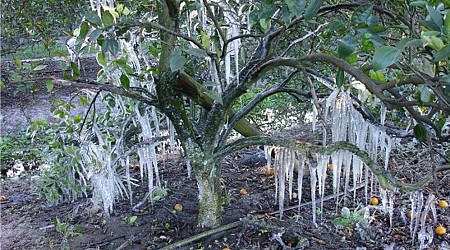 Already stung by reduced crop estimate, Florida citrus industry now faces polar vortex