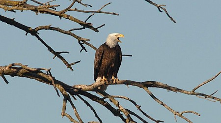 Want to spot a bald eagle? Will and DuPage counties offer lots of places to view them