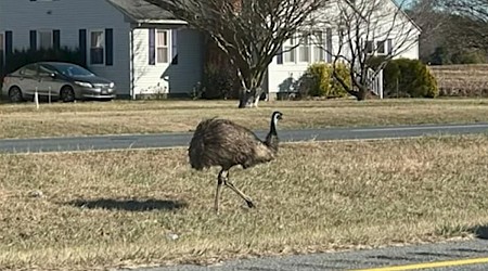 Emu seen wandering loose in Maryland town